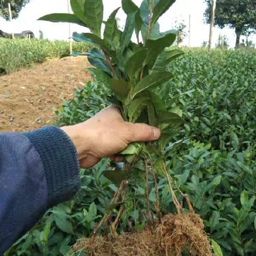 雅安福鼎大白茶树苗 茶苗