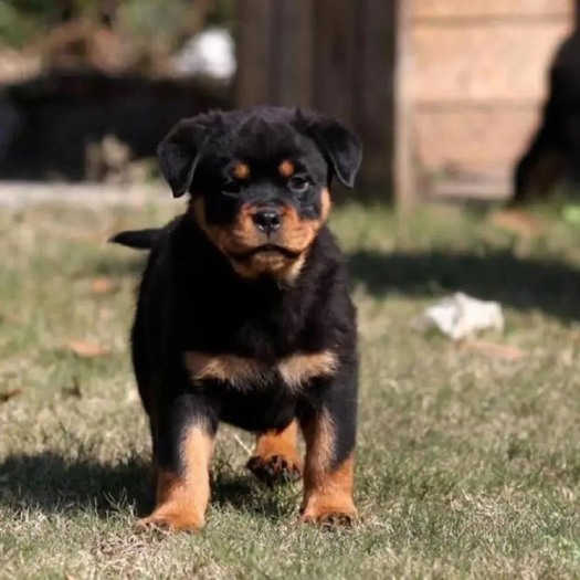 菏泽德系罗威纳犬罗威纳幼犬活体罗威纳犬护卫犬活体狗大型犬混血犬