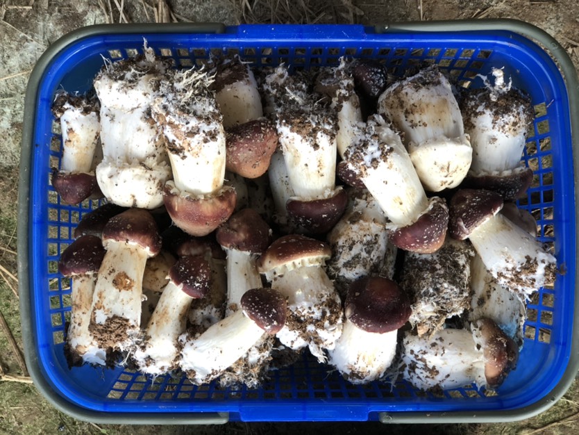洛宁县赤松茸大球盖菇红松茸基地直供现采直发量大从优