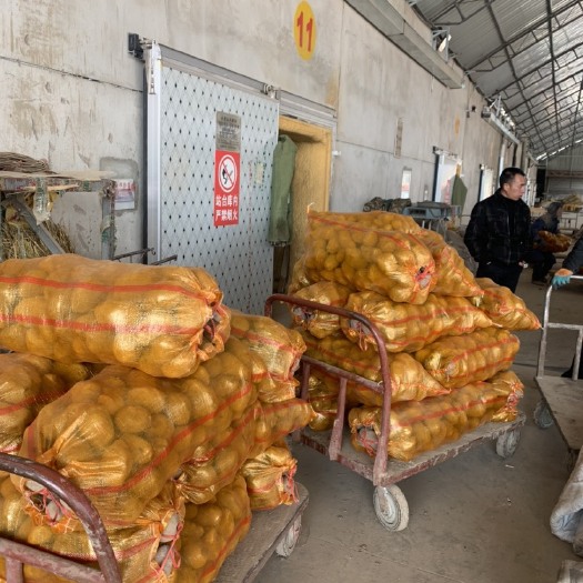 定西黄心土豆 【实力商家推荐】定西土豆大量批发、精选优质土豆口感