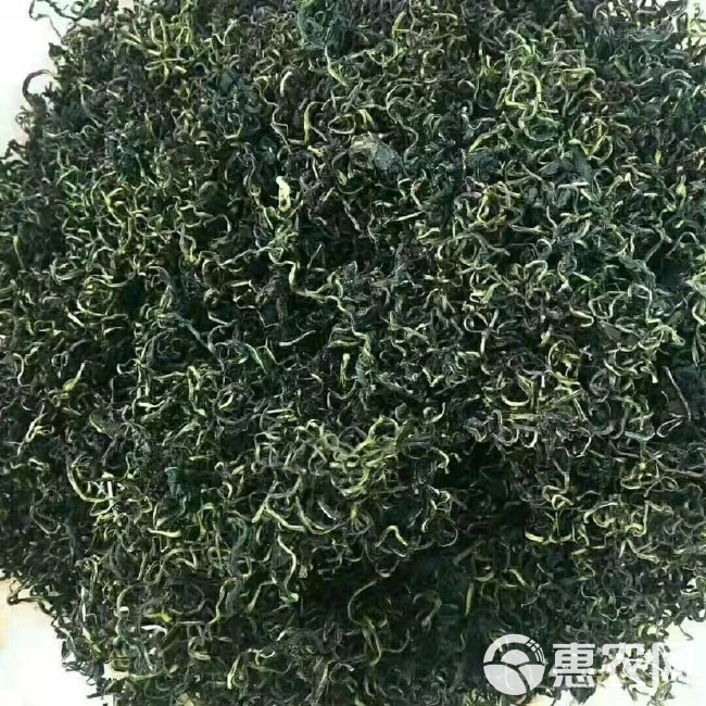  蒲公英茶  今年新货 干货散装  泡水喝量大从优厂地批发