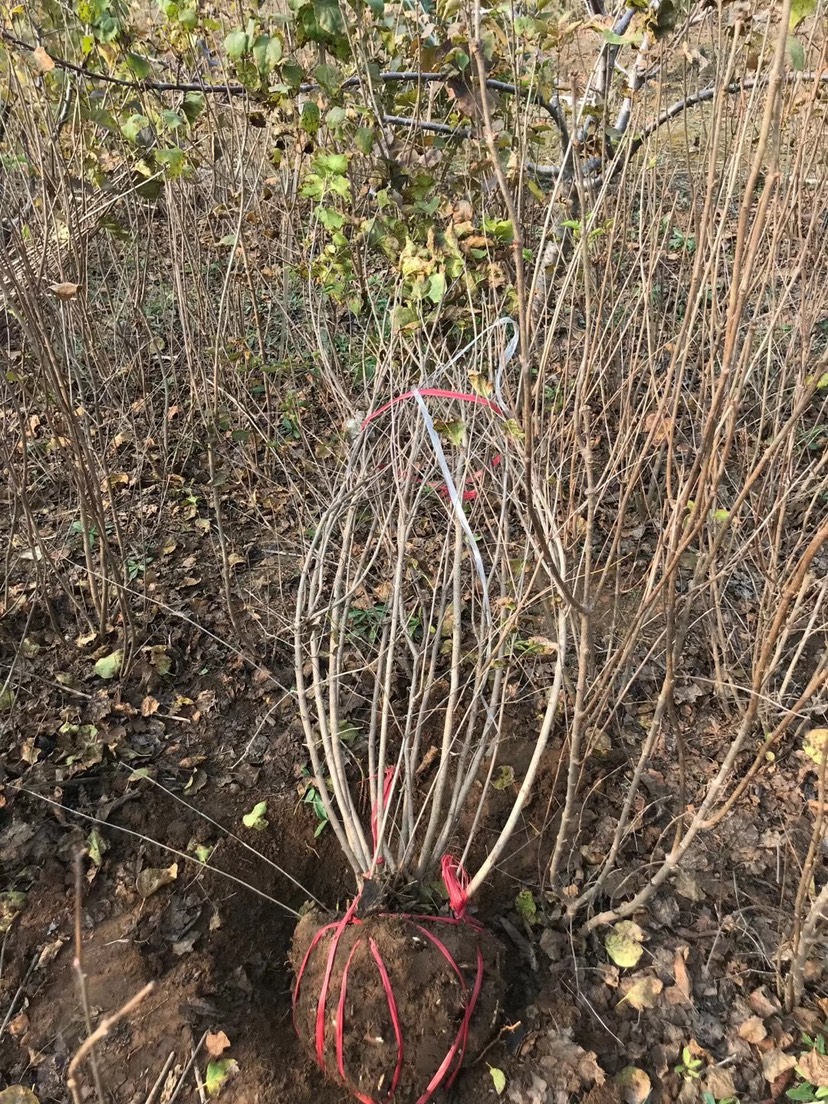  丛生丁香 多分枝 基地直销 大量供应