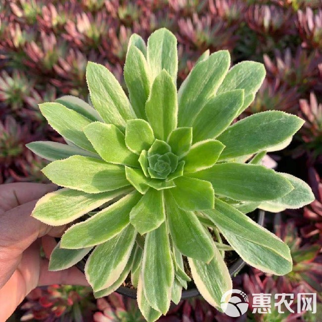 艳凝法师锦 绿羊绒白锦手捧群 盆15cm