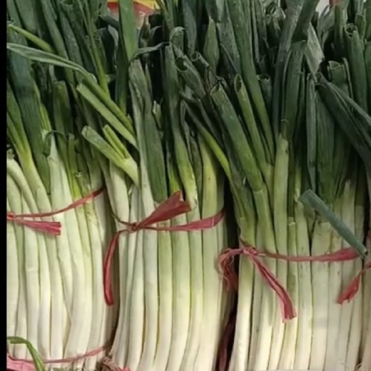 酒泉铁杆大葱 甘肃大葱