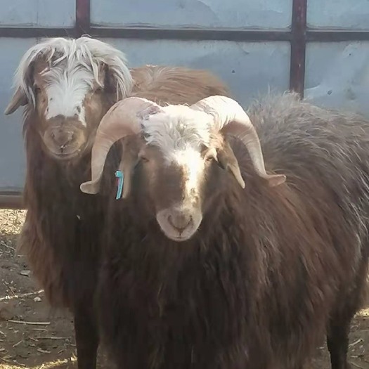 新疆巴什拜羊 阿勒泰大尾羊 哈萨克羊正儿八经的草标羊羔