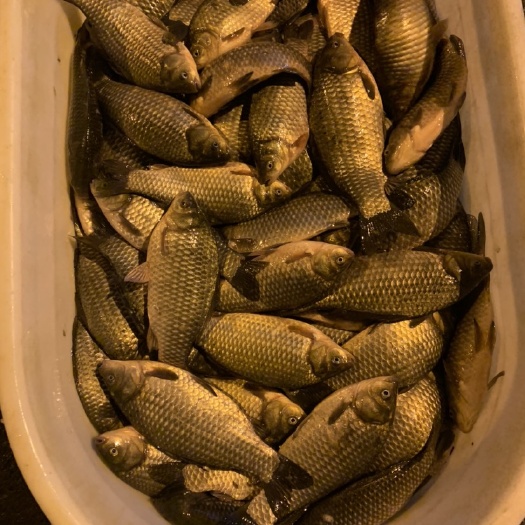 淮安中科三号鲫鱼，银鲫，各种规格均有，钓场银鲫，皮毛好，开口好