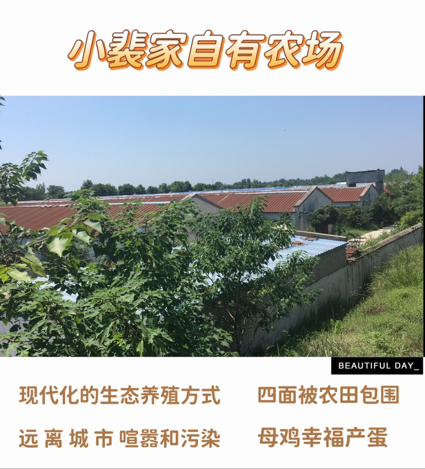 粉壳蛋 粉蛋 自养自销 无抗生素 破损包赔