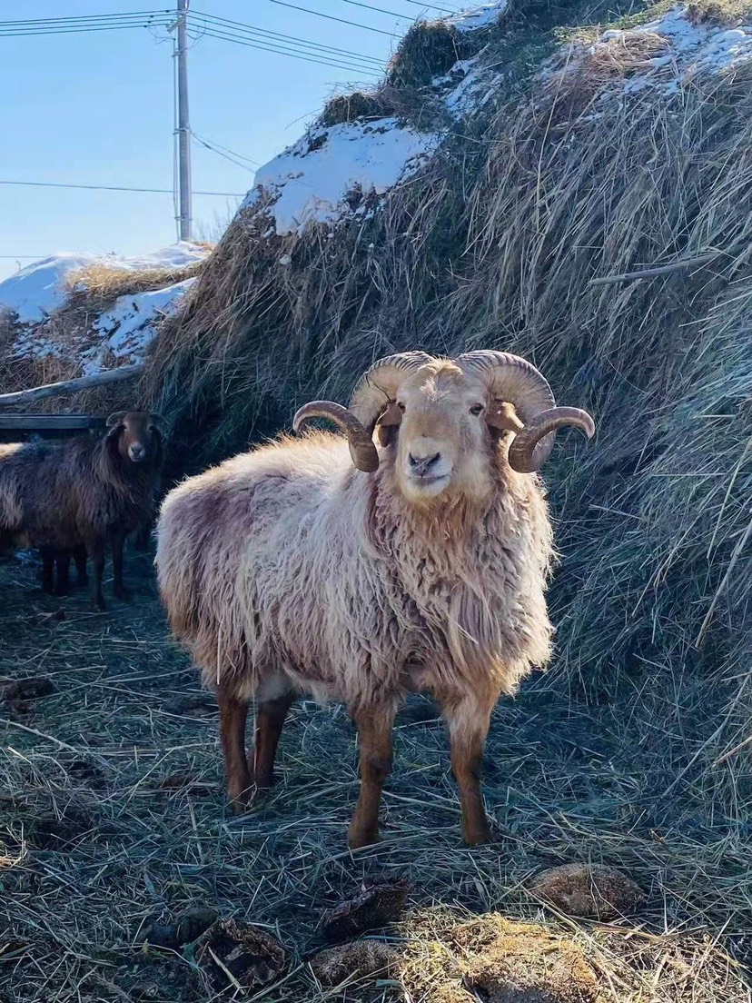 乌鲁木齐 新疆羊 阿勒泰大尾羊 哈萨克羊正儿八经的草标羊肉质好