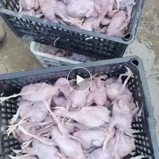 常山县活体鹌鹑，放血鹌鹑肉
