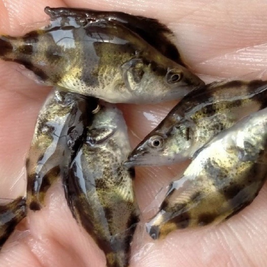 广州翘嘴白鱼苗 鳜鱼鱼苗桂花鱼苗淡水 桂鱼 苗 翘嘴苗 肉食性路亚贵