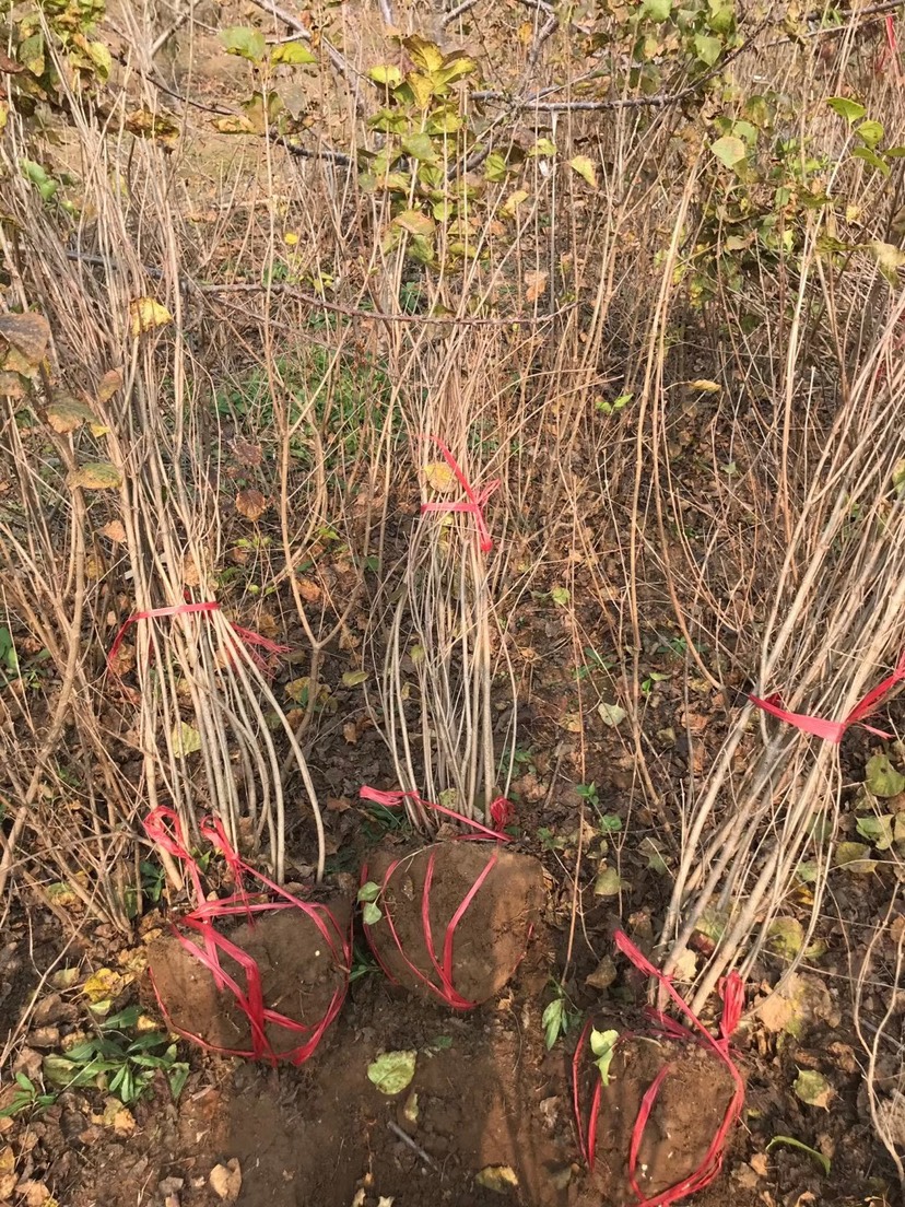  丛生丁香 多分枝 基地直销 大量供应