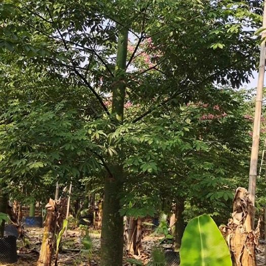 漳州30公分大腹木棉树 漳州木棉树种植基地苗农直销低价批发
