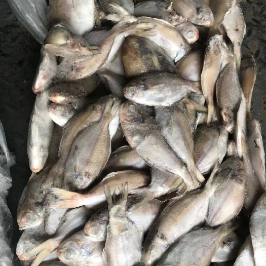 肉鯧鱼 东海  肉鲳