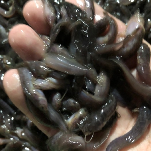 新兴县 三黄塘鲺苗