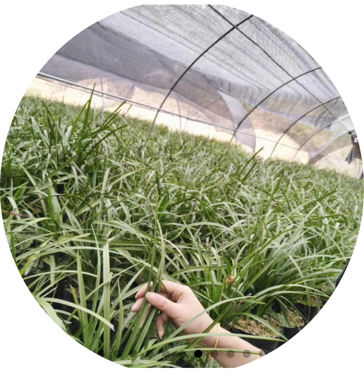  惠兰（浓香型）春兰 **草2-3年熟草，量大有有惠7-9苗