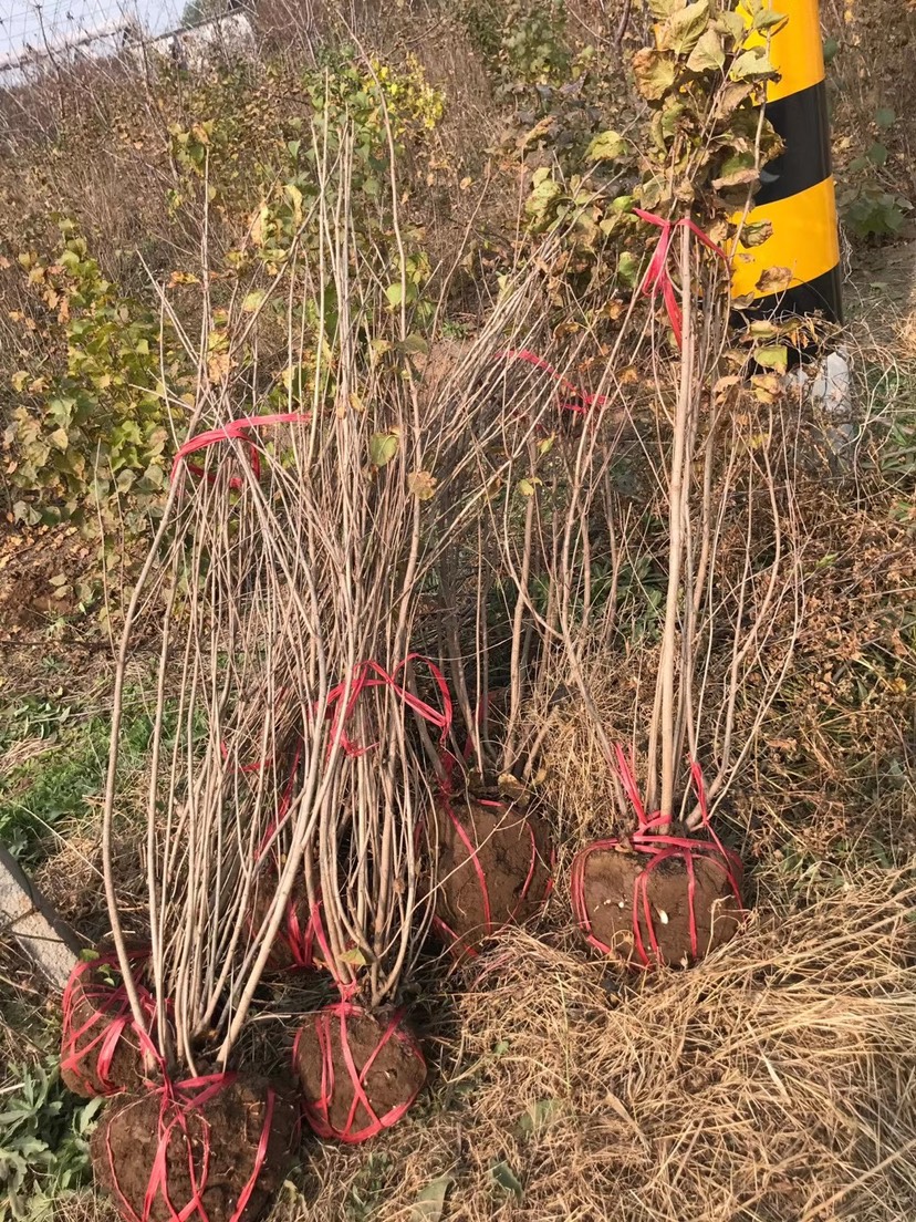  丛生丁香 多分枝 基地直销 大量供应