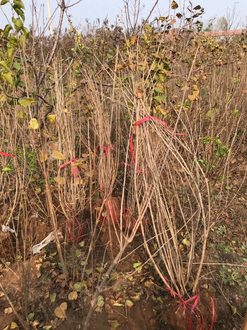  丛生丁香 多分枝 基地直销 大量供应