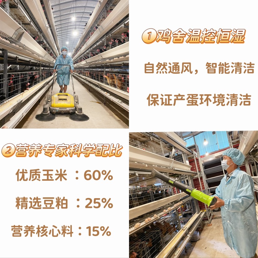 粉壳蛋 粉蛋 自养自销 无抗生素 破损包赔