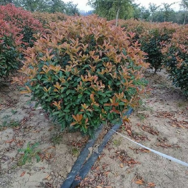 火焰红 红叶石楠 红叶石楠球 红叶石楠树 南京红叶石楠基地