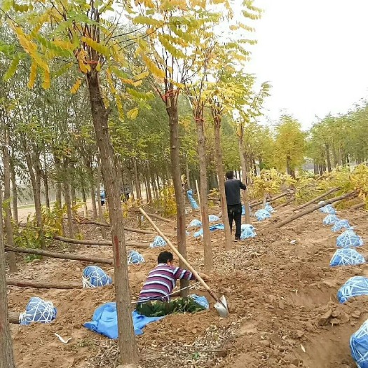 博野县 热销香花槐 8公分 10公分 12公分基地直销量大价优