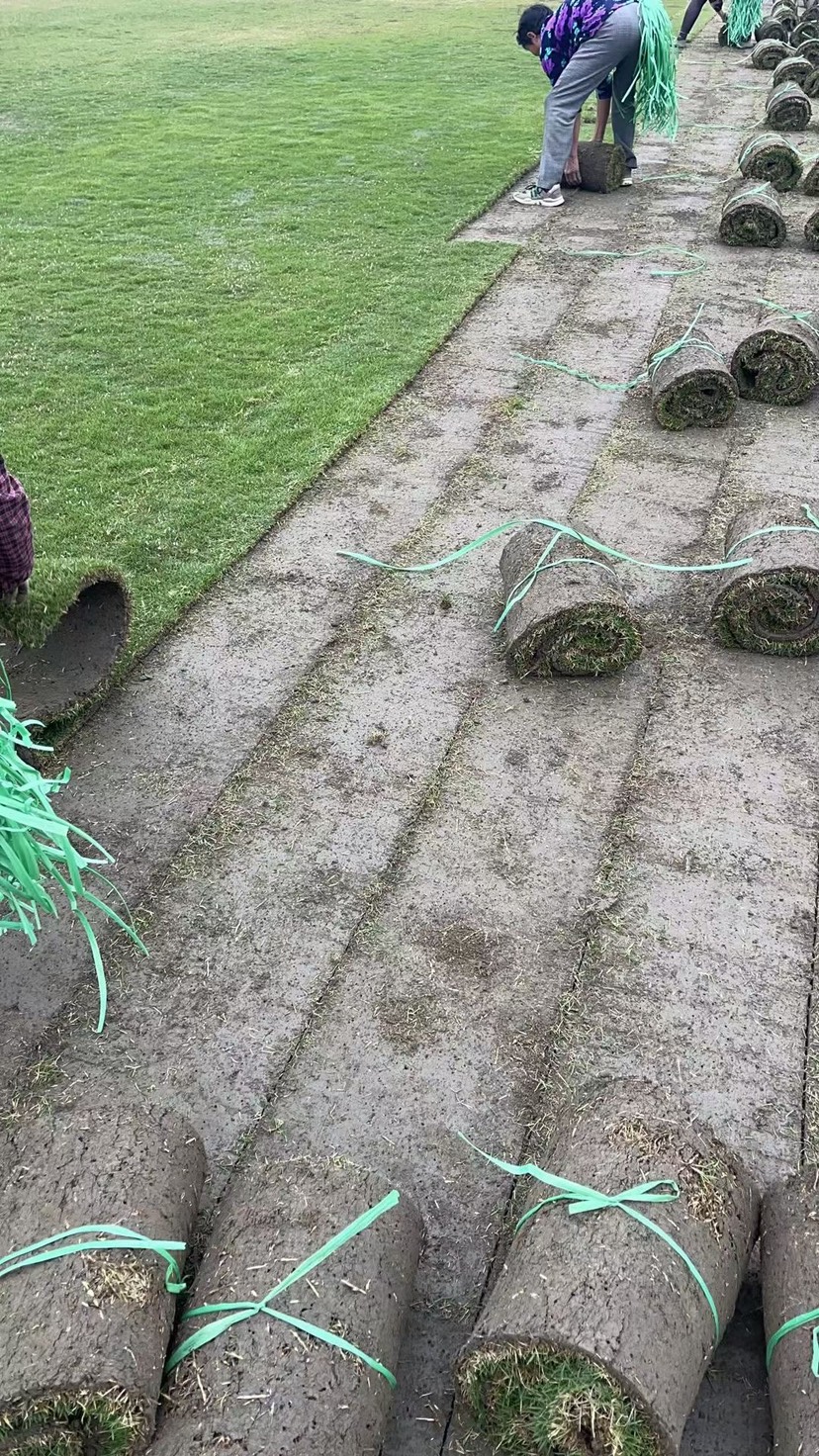 二号草草皮草坪种植