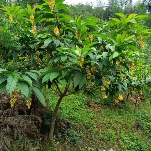恭城县黄花倒水莲新鲜根瑶山深山里种植中草药材月子茶煲汤食材黄花参