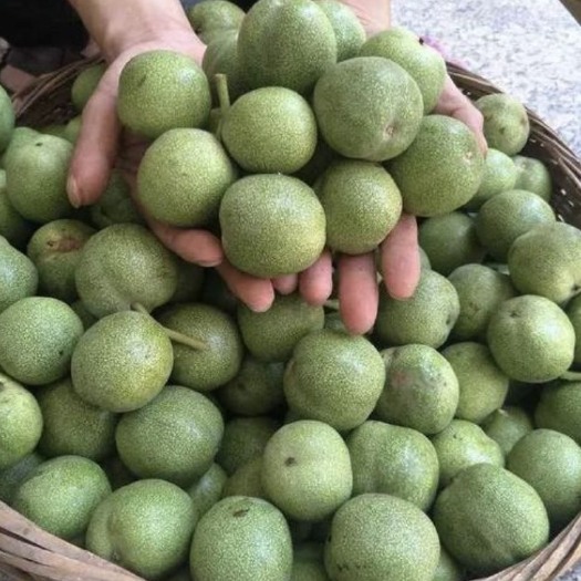 麟游县新品种青皮核桃