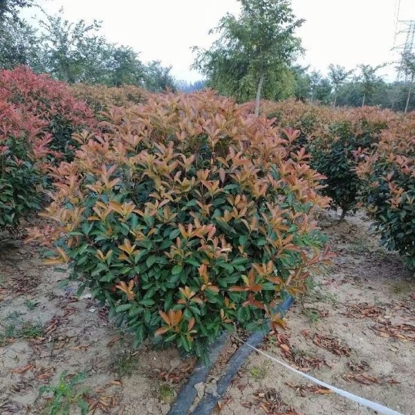 火焰红 红叶石楠 红叶石楠球 红叶石楠树 南京红叶石楠基地