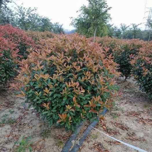 南京火焰红 红叶石楠 红叶石楠球 红叶石楠树 南京红叶石楠基地