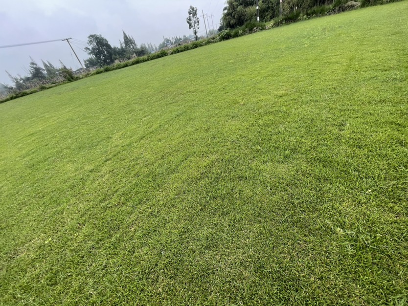 二号草草皮草坪种植