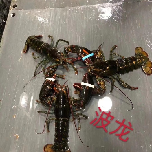 上海 波士顿龙虾