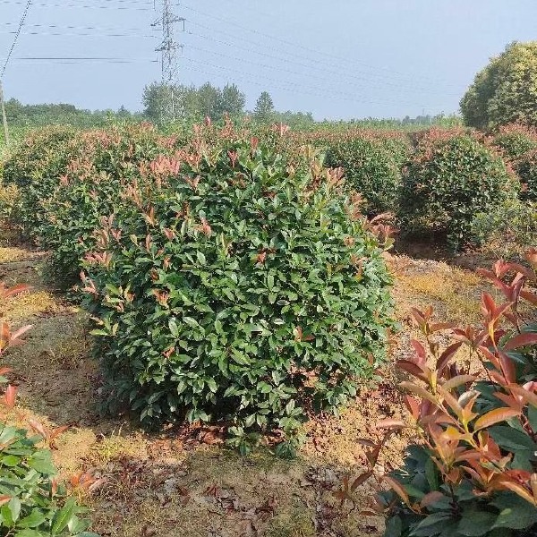 火焰红 红叶石楠 红叶石楠球 红叶石楠树 南京红叶石楠基地