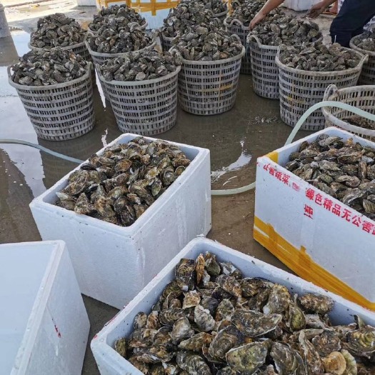 厦门珍珠蚝 包邮生蚝批发牡蛎整件批发100斤福建蚝地摊蚝烧烤蚝