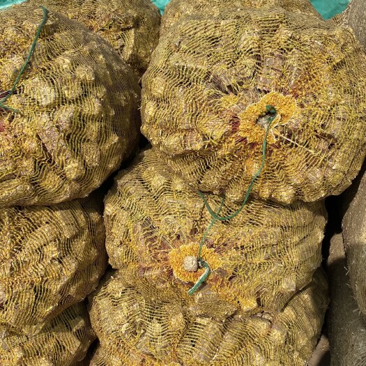 托克托县玉米秸秆 压缩草块