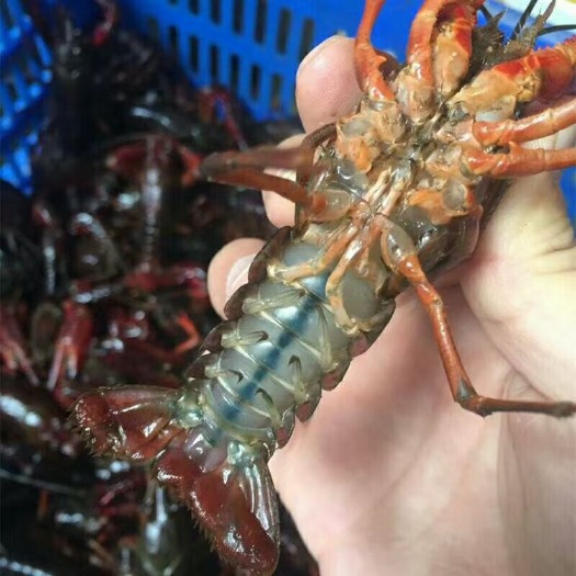 潜江市清水小龙虾产地直销一手货源，全国可直达，可一斤代发，欢迎咨询