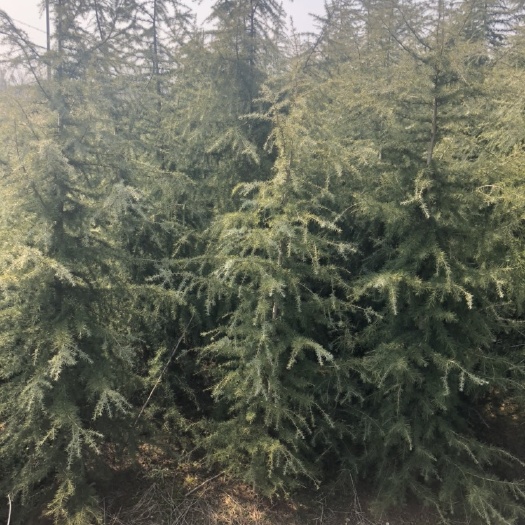 南京南京雪松，苗农直供，价格优惠，支持现场验货