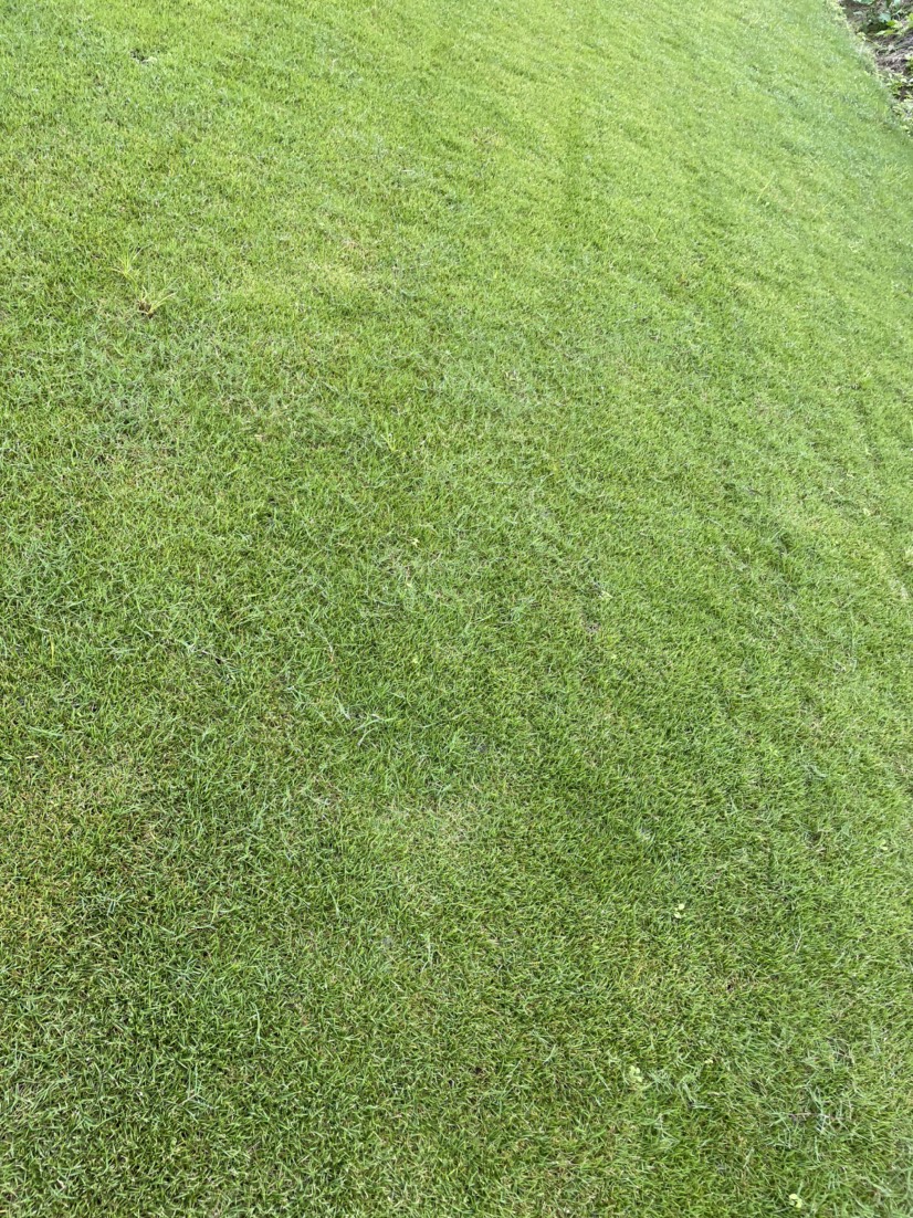 二号草草皮草坪种植