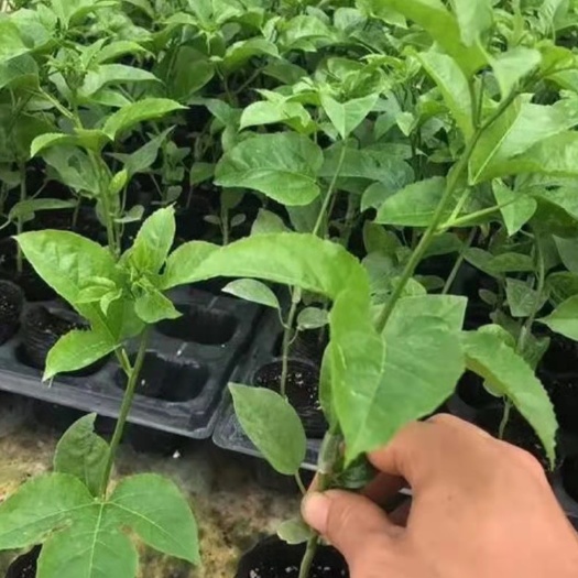 长沙百香果苗
