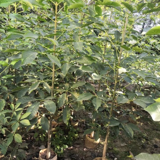 普宁市洋红风铃木 洋红花风铃木 布袋苗 高度1-3米 大量现货供应