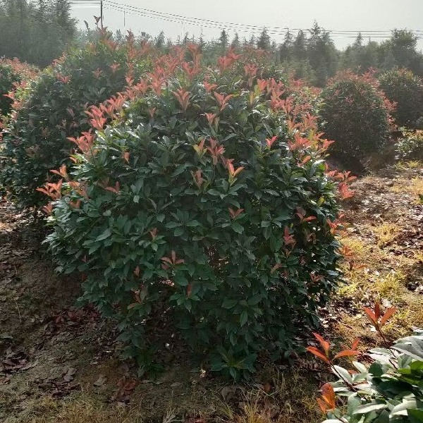 火焰红 红叶石楠 红叶石楠球 红叶石楠树 南京红叶石楠基地