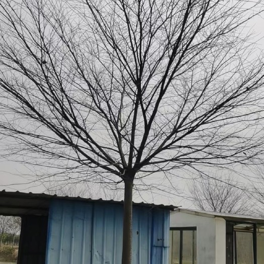 南京红榉  榉树 榉树基地 南京榉树自产自销