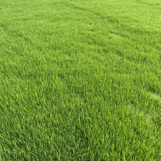 都江堰市四季青混播草皮草坪种植草坪草