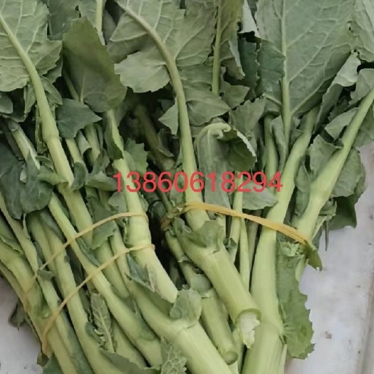 精品油菜苔，白菜苔，红菜苔，地头直发，欢迎大家前来选购
