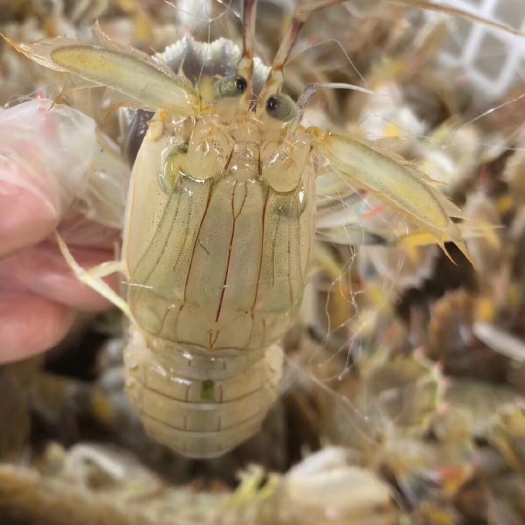 启东市皮皮虾 虾公 代收 码头一手货源