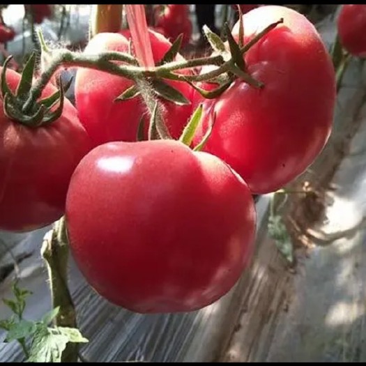 屏山县硬粉番茄苗 西红柿苗抗病毒，易栽种 高产品种 基地直供