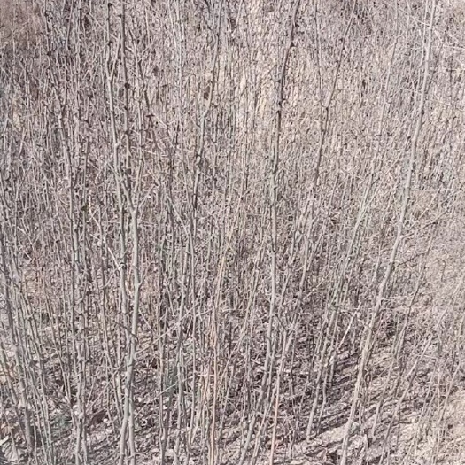 庄浪县 大红袍花椒苗，地面1—2公分，可供一万苗。