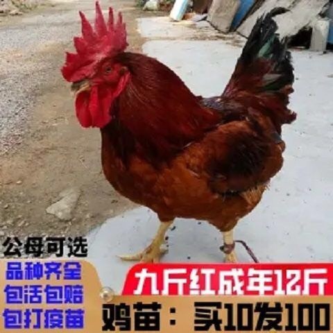 南宁鸡苗，脱温鸡，芦花鸡，杂交鸡，五黑鸡，k9.九斤黄，脱温鸡