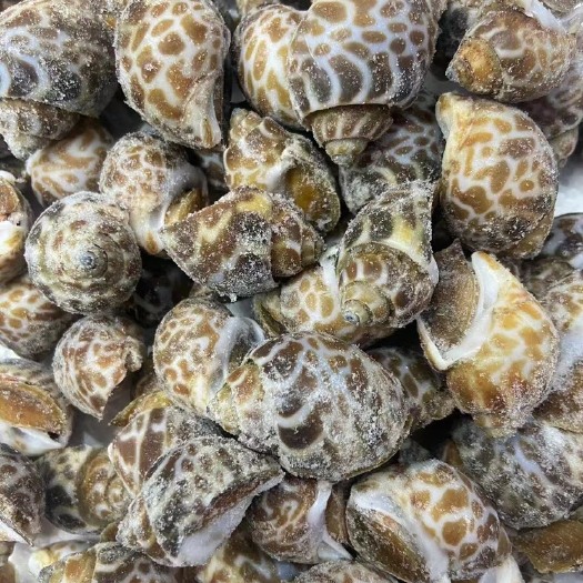 连云港活东花螺