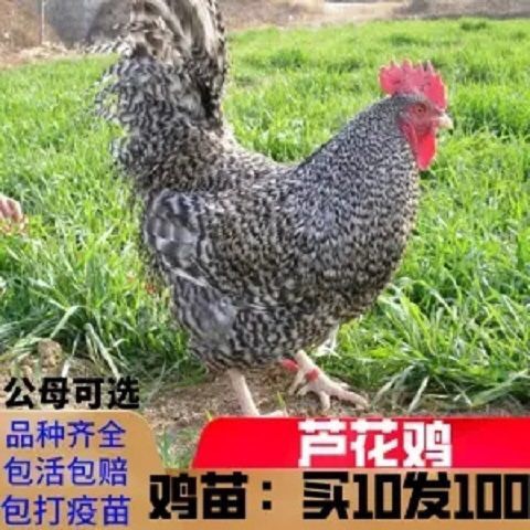 鸡苗，九斤黄脱温，芦花鸡脱温，五黑鸡脱温，k9 脱温，等等