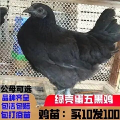 南宁鸡苗，九斤黄脱温，芦花鸡脱温，五黑鸡脱温，k9 脱温，等等